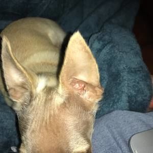 Meet your Posher, Sunny